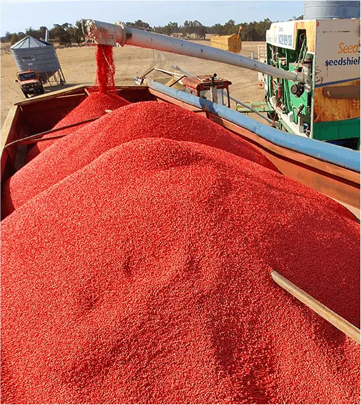 Seed Treatment